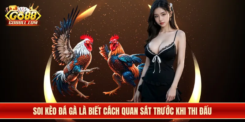 Soi kèo đá gà là biết cách quan sát trước khi thi đấu